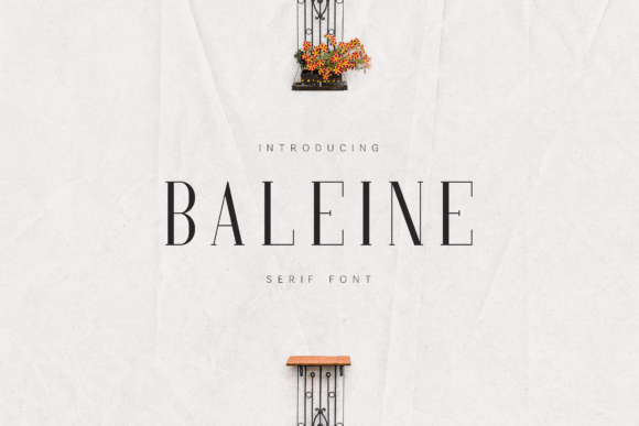 Baleine Font - Featured Image