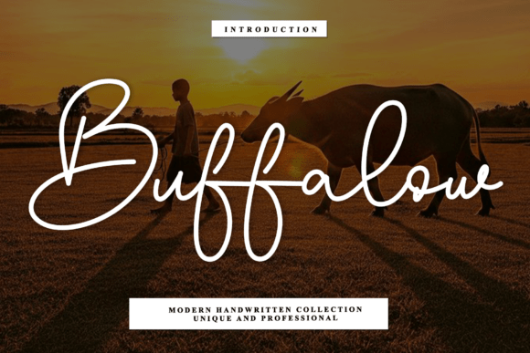 Buffalow Font - Featured Image