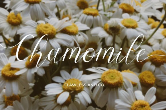 Chamomile Font - Featured Image