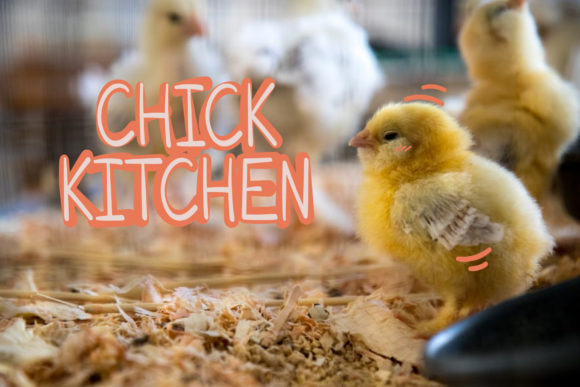 Chick Kitchen Font - Featured Image