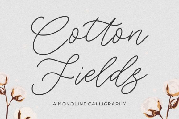 Cotton Fields Font - Featured Image