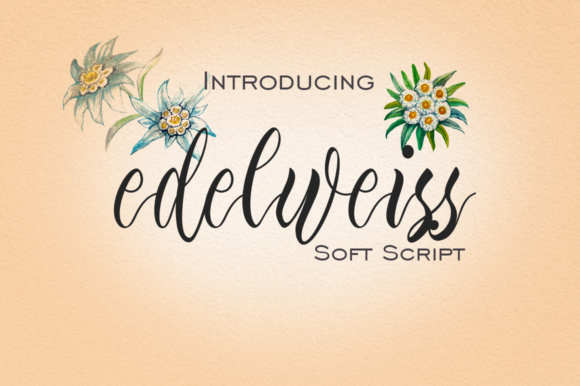 Edelweiss Font - Featured Image