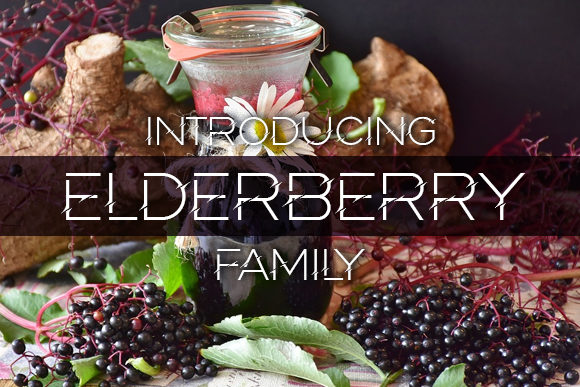 Elderberry Font - Featured Image
