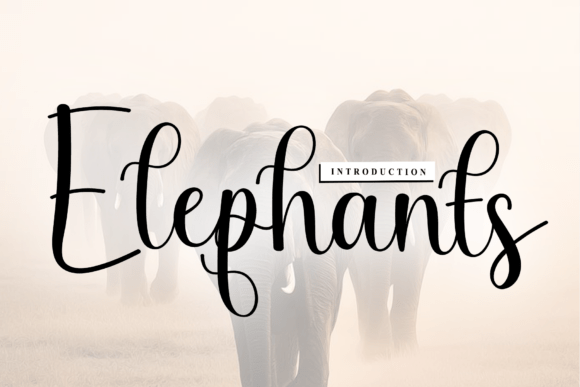 Elephants Font - Featured Image