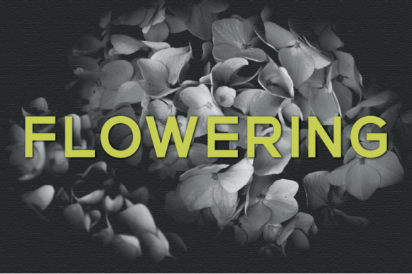 Flowering Font - Featured Image