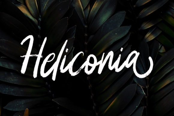 Heliconia Font - Featured Image